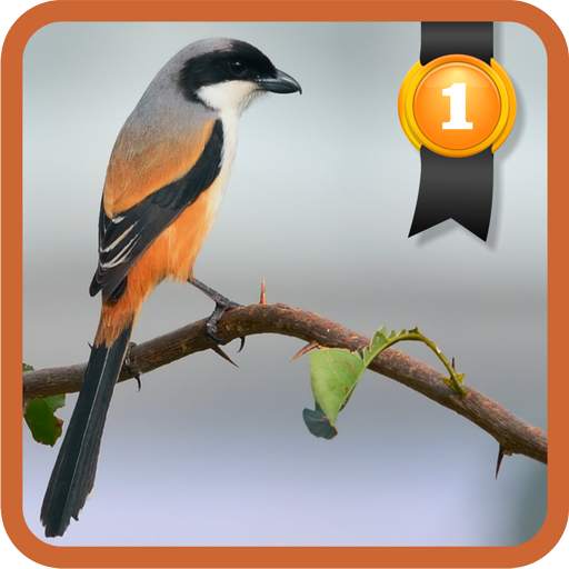 Lanius schach 1.1.3