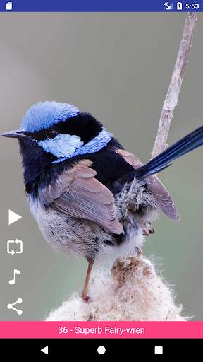 Bird Sounds स्क्रीनशॉट 6