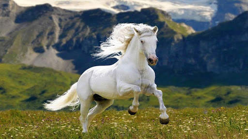 Horse Wallpapers HD screenshot 9