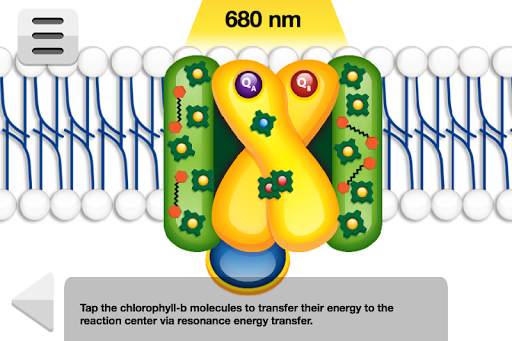 Biology Photosynthesis screenshot 4