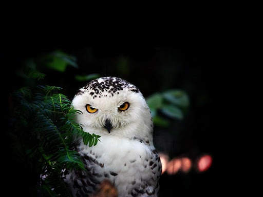Snowy Owl Bird HD Wallpaper screenshot 5