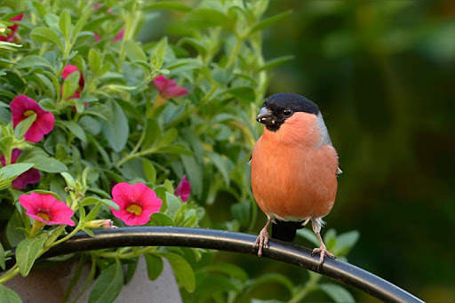 Bullfinch wallpapers screenshot 1