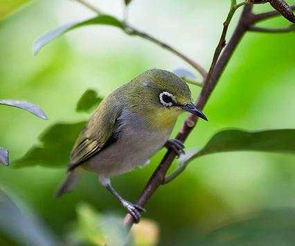 Bird Wallpaper Ringtone screenshot 4