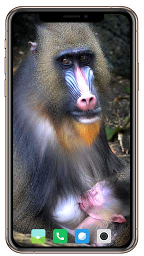 Monkey Wallpaper screenshot 2