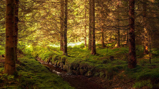 Forest Live Wallpaper screenshot 9