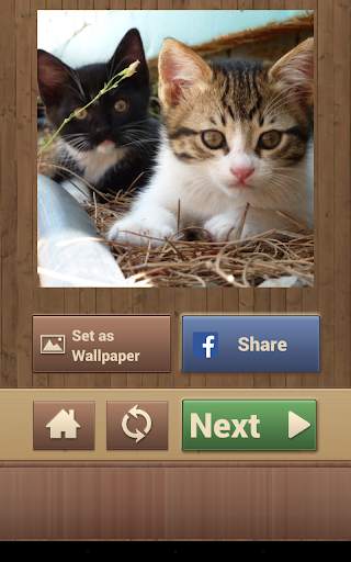 Cat Jigsaw Puzzles screenshot 14
