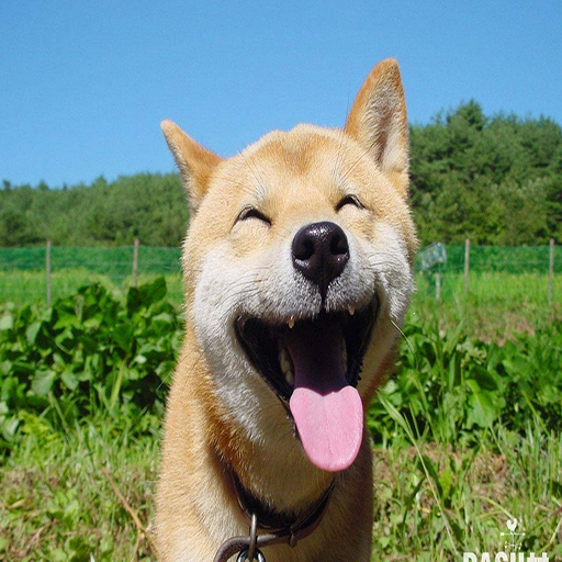Funny Animal Meme icon