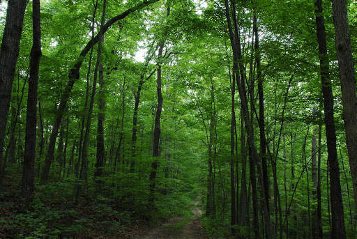 Woodland Wallpaper screenshot 4
