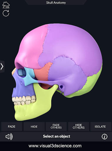 My Skull Anatomy screenshot 15