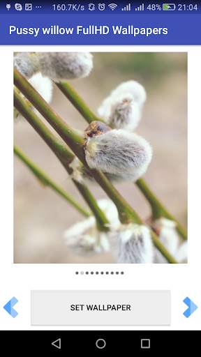 Pussy willow FullHD Wallpapers screenshot 5