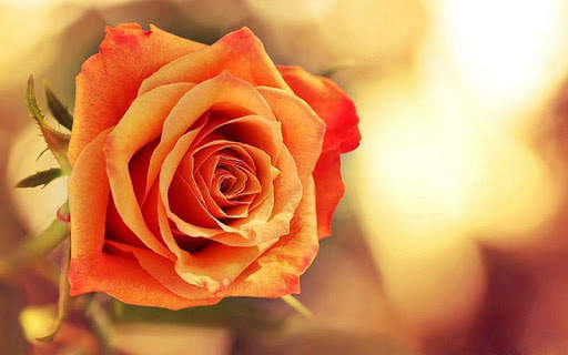 Flowers and Roses Live Wallpaper Gif App screenshot 6