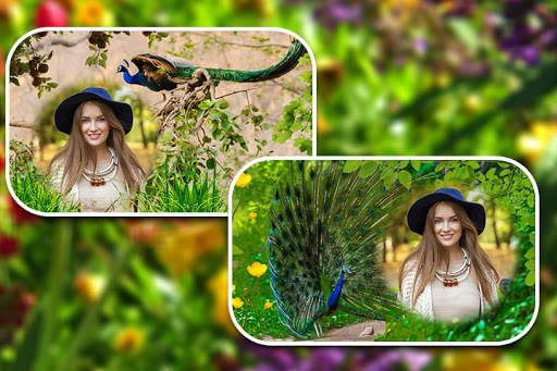 Peacock Photo Frames screenshot 1