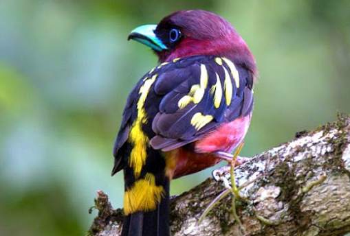 Wallpaper Various Birds screenshot 8