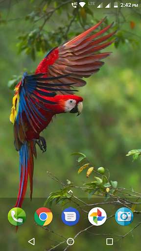 Macaw Wallpaper screenshot 4