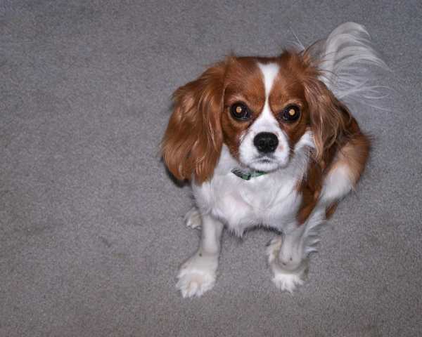 Cavalier King Spaniel Jigsaw screenshot 4