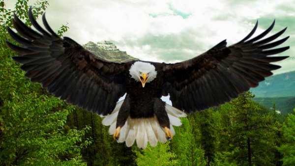 Eagle Bird Hunting Season 2017 screenshot 3