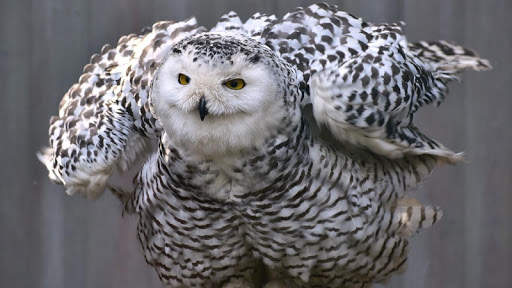 Owl Wallpaper screenshot 8