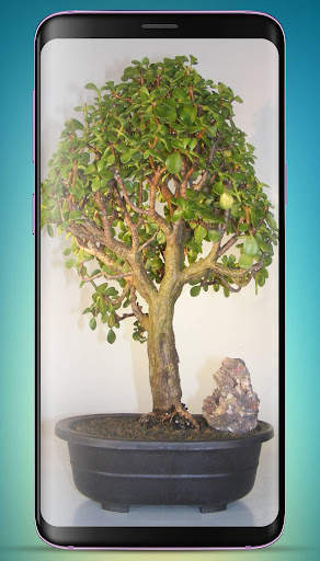 Bonsai Tree Wallpaper HD скриншот 10