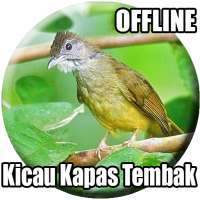 Suara Burung Kapas Tembak Gacor icon