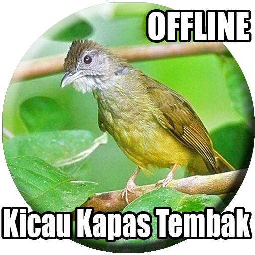 Suara Burung Kapas Tembak Gacor 1.0
