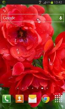 Red Roses Live Wallpaper screenshot 2