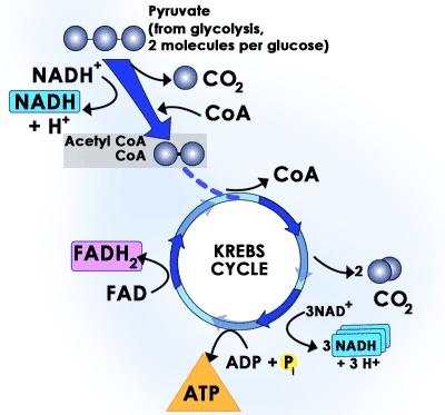 Carbohydrate Metabolism скриншот 2