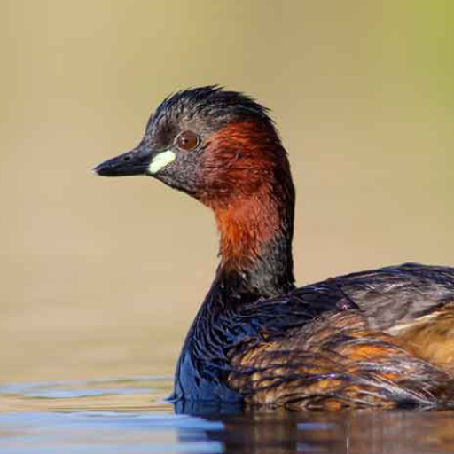 Little grebe Calls icon