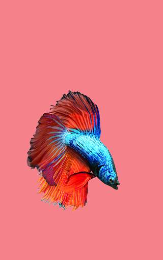 Betta Fish 3D Lite screenshot 11