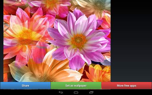 Flowers HD Wallpapers screenshot 9