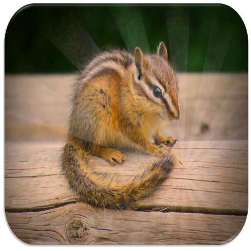 Chipmunk sounds icon