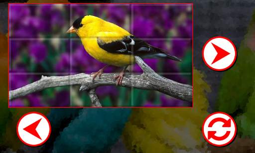 Birds Puzzles screenshot 1