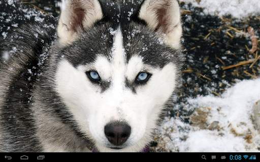 Husky live wallpaper screenshot 5