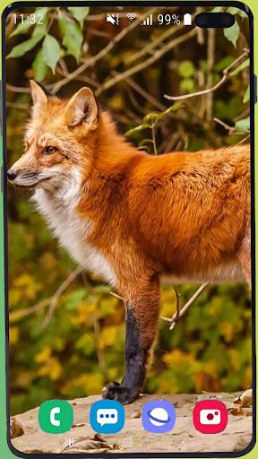 Fox Wallpaper Best HD screenshot 9