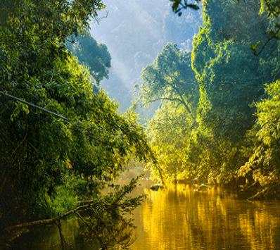 Amazon Rainforest The Best screenshot 8