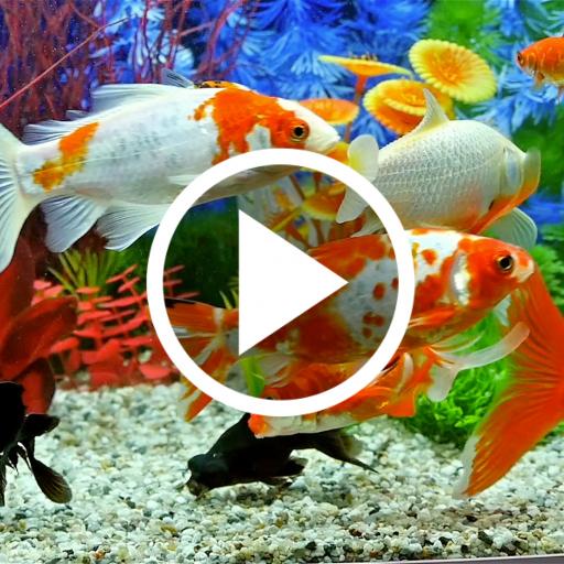 Aquarium Video Live Wallpaper icon