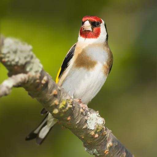 Goldfinch educate 1.6