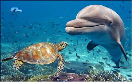Animals Puzzles Jigsaw Collection screenshot 6