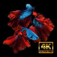 Wallpaper Ikan Cupang HD icon