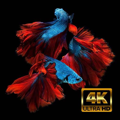 Wallpaper Ikan Cupang HD 1.0