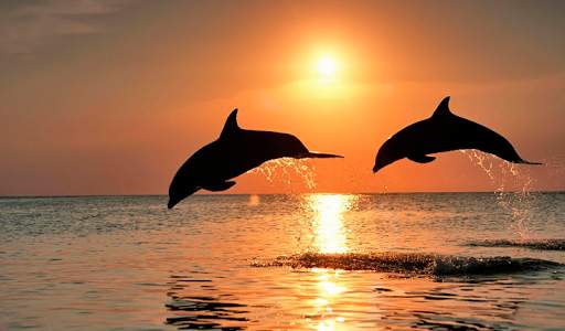 Dolphin Wallpapers HD (backgrounds & themes) screenshot 7