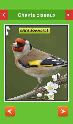 Birds sounds स्क्रीनशॉट 2