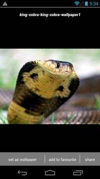 King Cobra Snake Wallpapers HD स्क्रीनशॉट 5