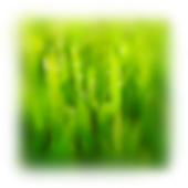 Crickets icon