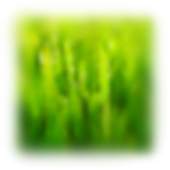 Crickets 1.2.1