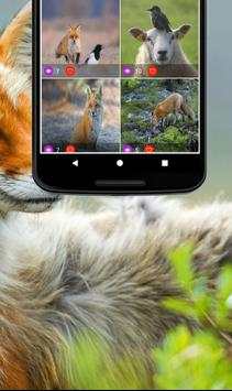 Nature Wallpapers: Birds, Animals, Butterflies screenshot 2