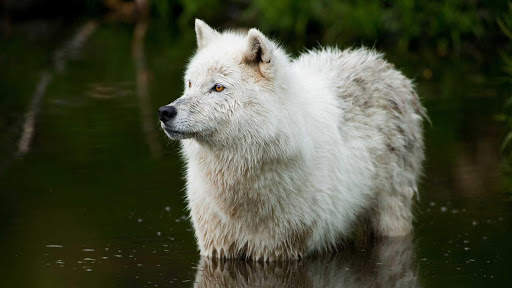 Wolf Wallpapers HD & 4k Backgrounds screenshot 14
