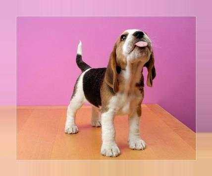 Imágenes y Fotos de Cachorros Gratis screenshot 1