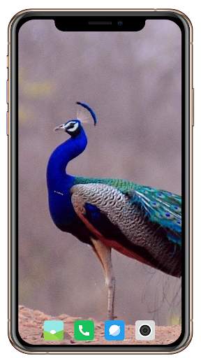 Peacock HD Wallpaper screenshot 16