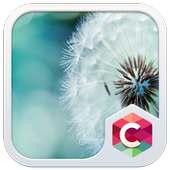Dandelion CLauncher Theme