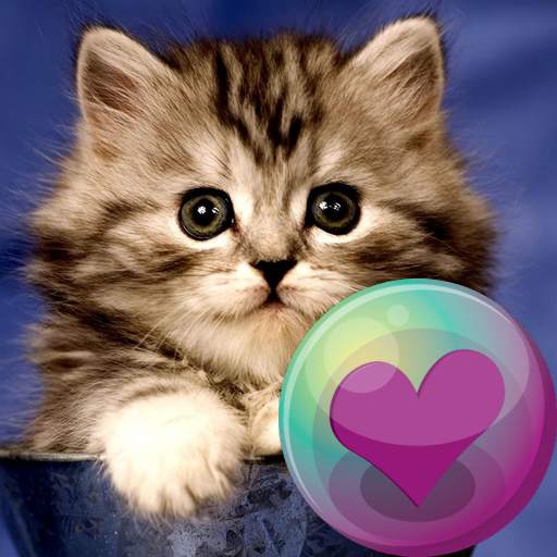 Cute Kitty Cats HD Wallpapers 2.23.23